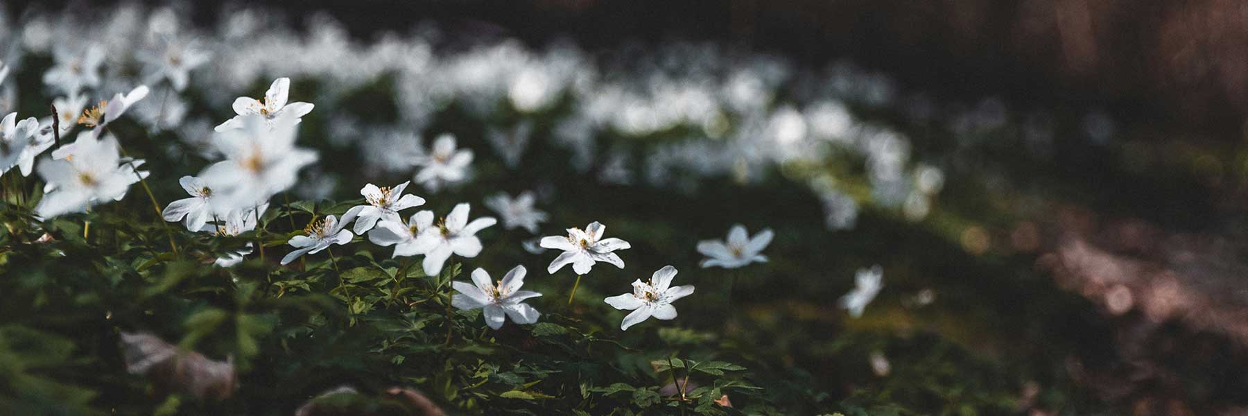 Spring Vine