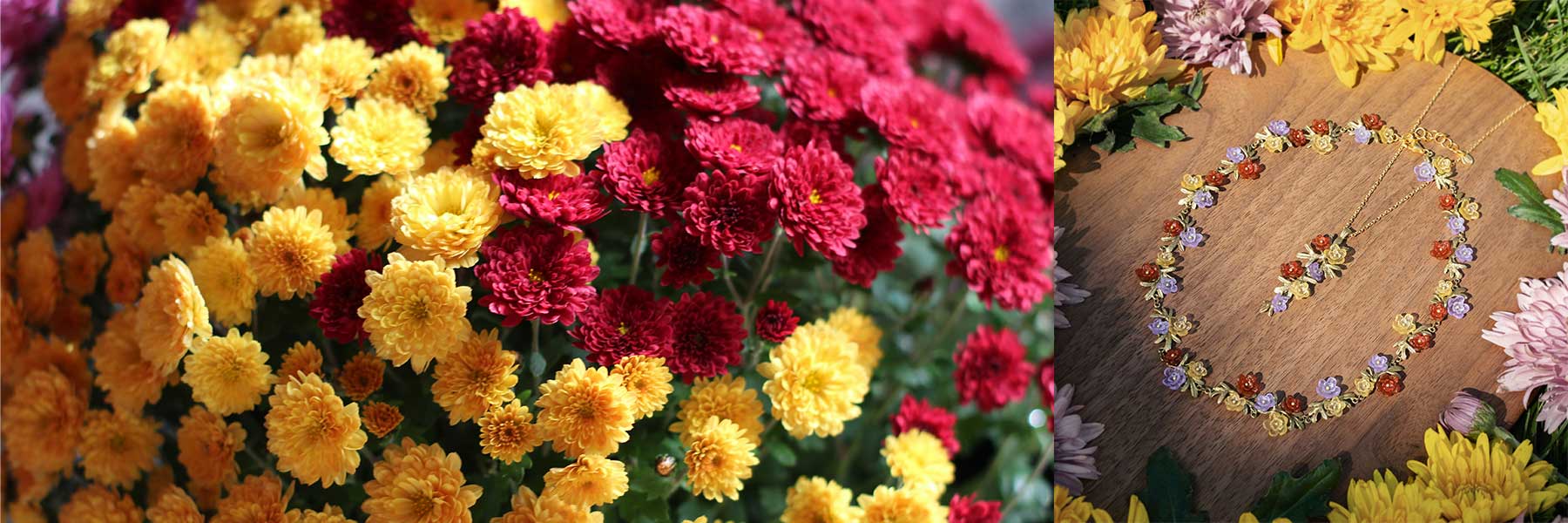 Chrysanthemum