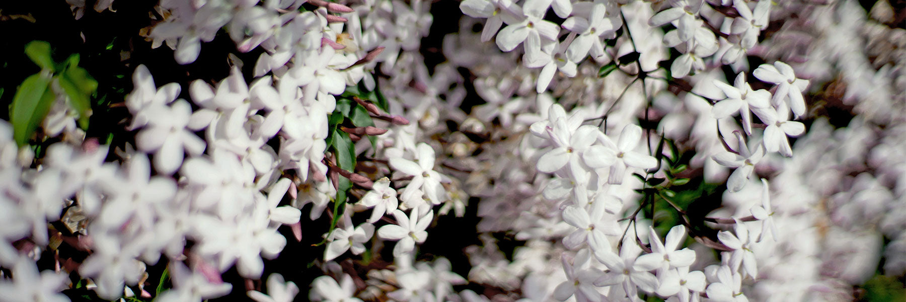 Jasmine Vine Jewellery