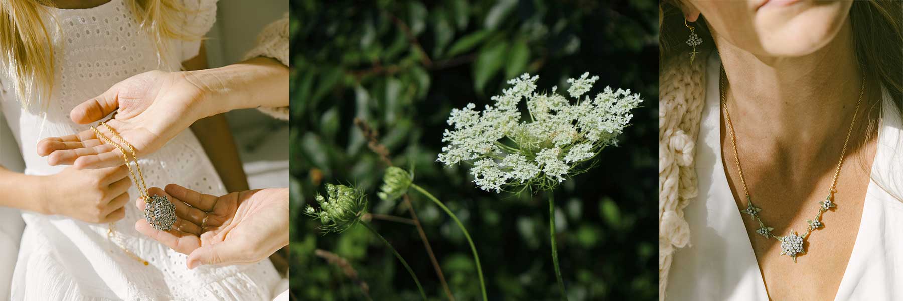 Queen Anne's Lace