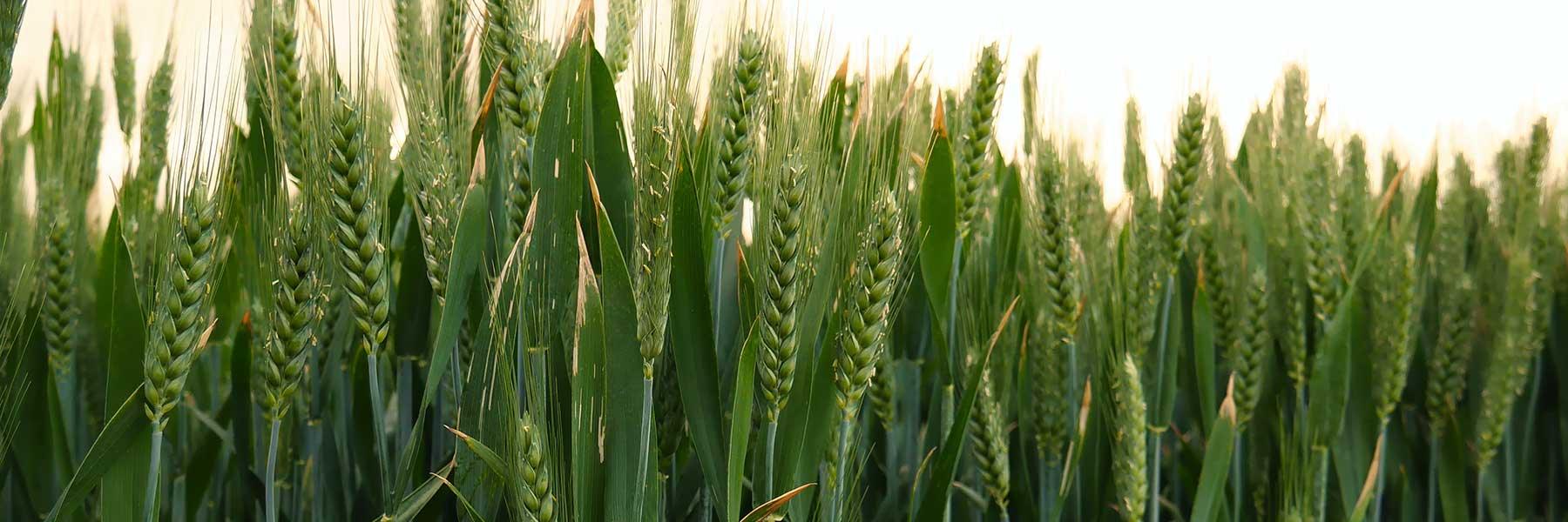 Wheat Jewellery - Michael Michaud Jewellery