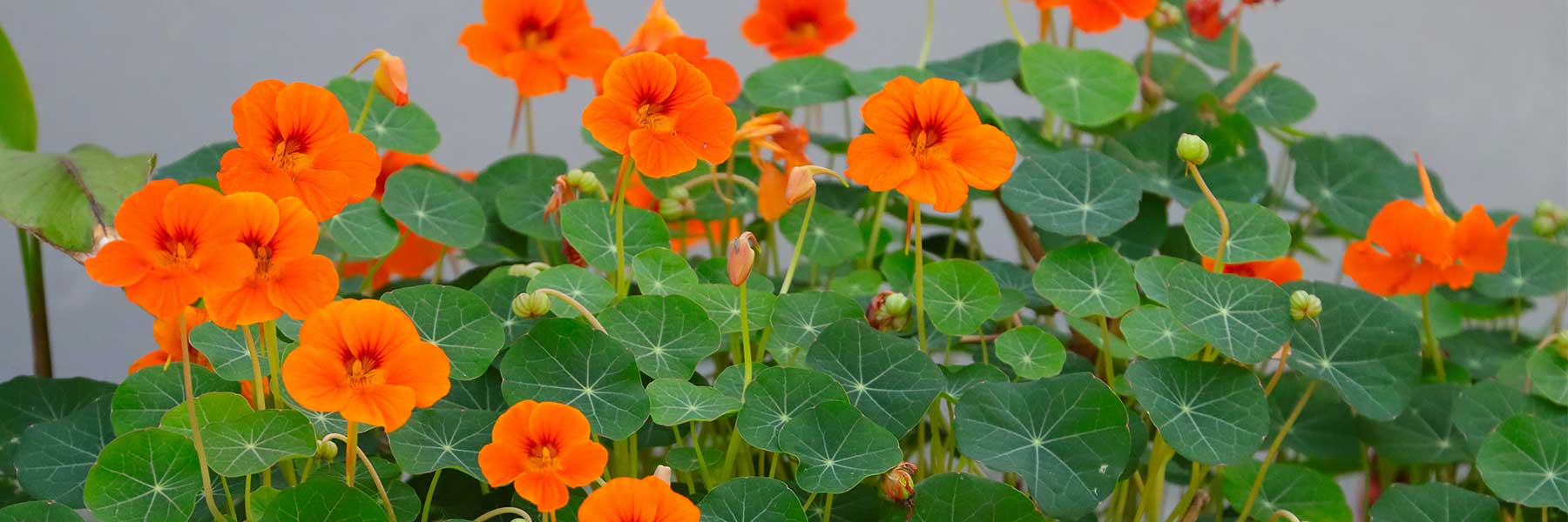 Nasturtium Jewellery