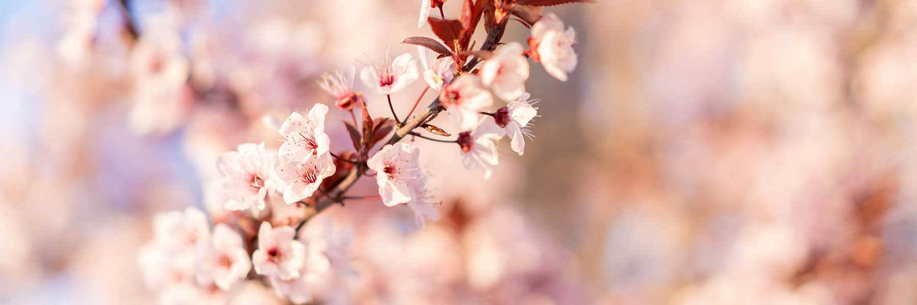 Almond Blossom Jewellery