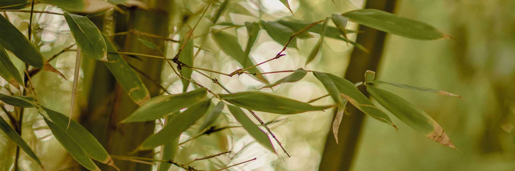 Bamboo Jewellery