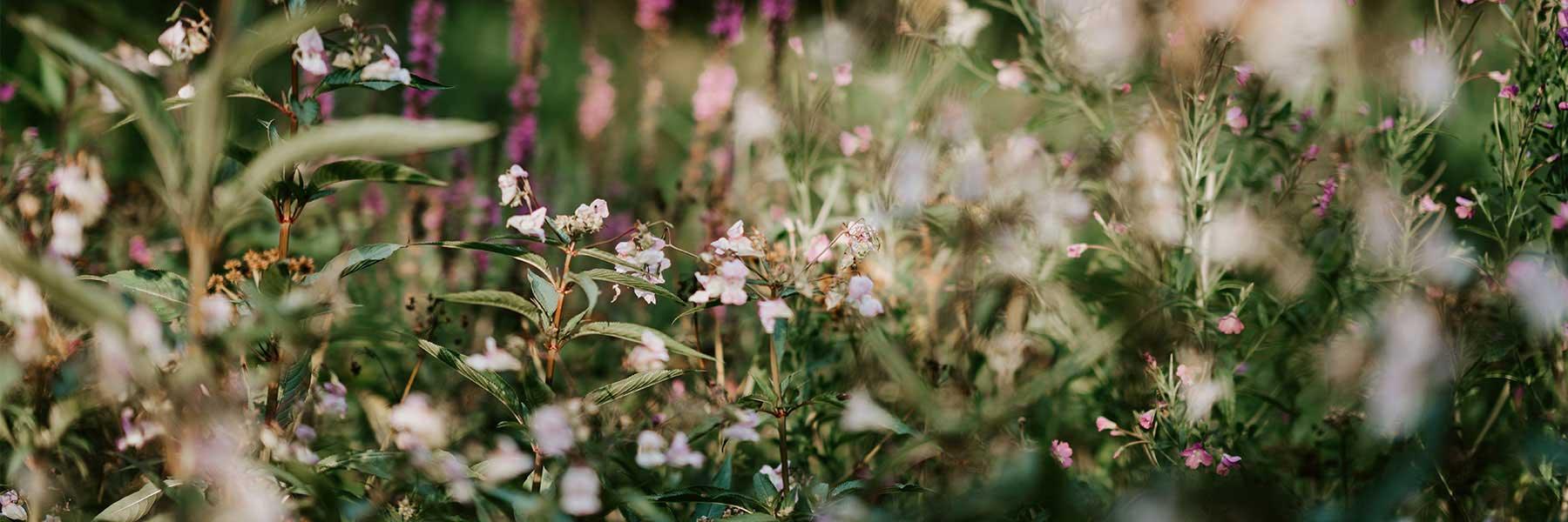 Wildflower Jewellery - Michael Michaud Jewellery