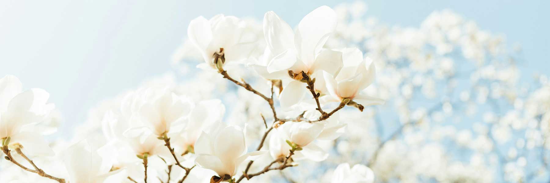 Plique-à-Jour Blossom