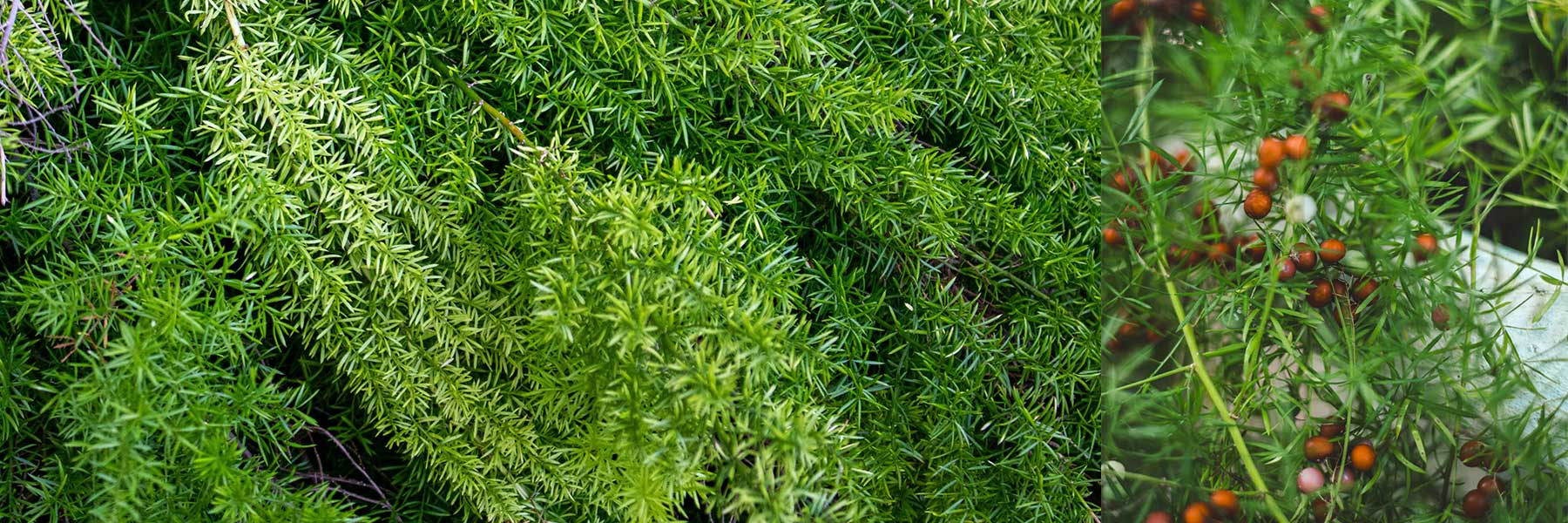 Asparagus Vine