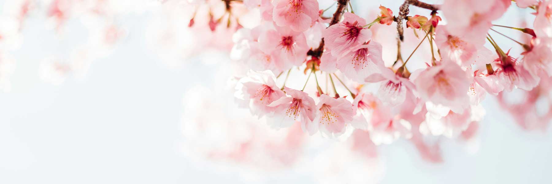 Cherry Blossom Jewellery