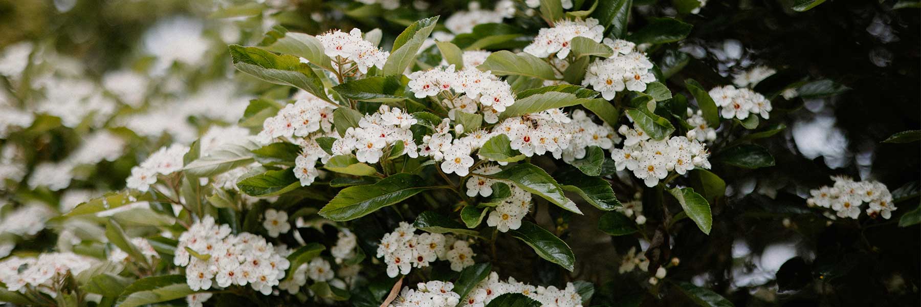 Japanese Firethorn