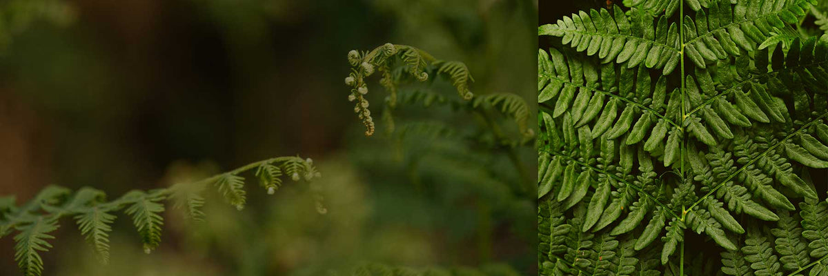 Meadow Fern