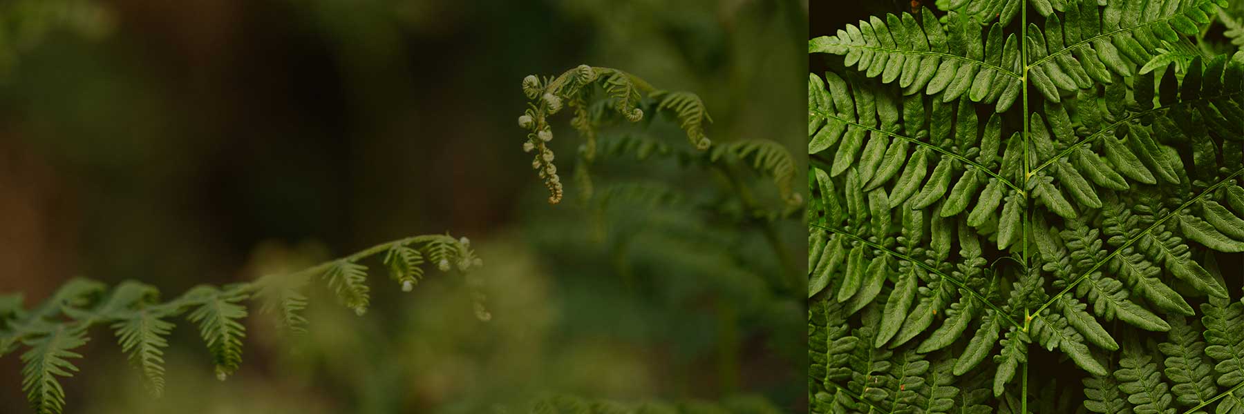 Meadow Fern