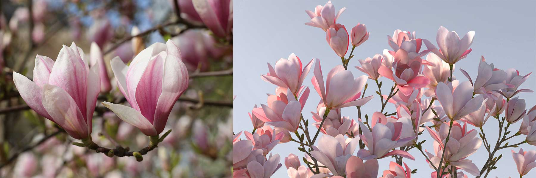 Pink Magnolia