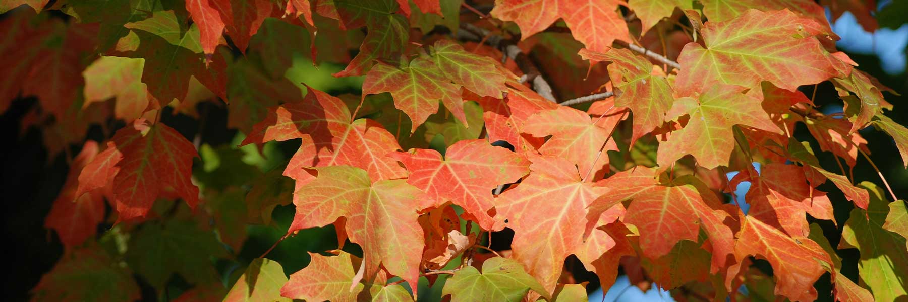 Sugar Maple