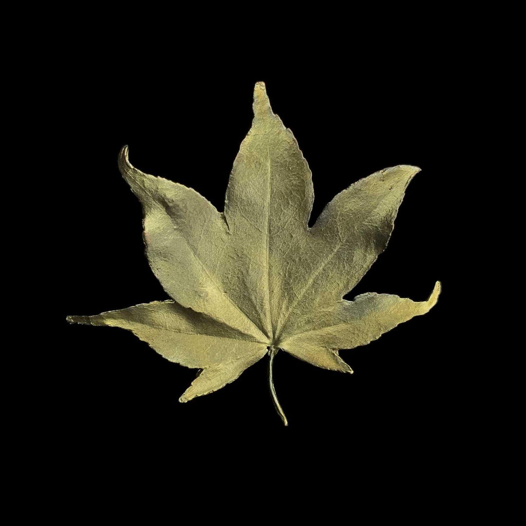 Japanese Maple Brooch - Leaf - Michael Michaud Jewellery