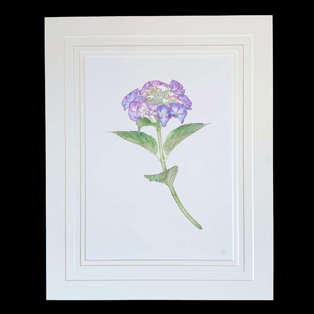 Limited Edition Print "Hydrangea" - Michael Michaud Jewellery