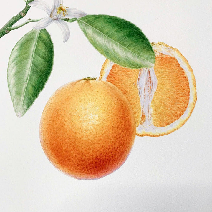 Limited Edition Print "Orange" - Michael Michaud Jewellery