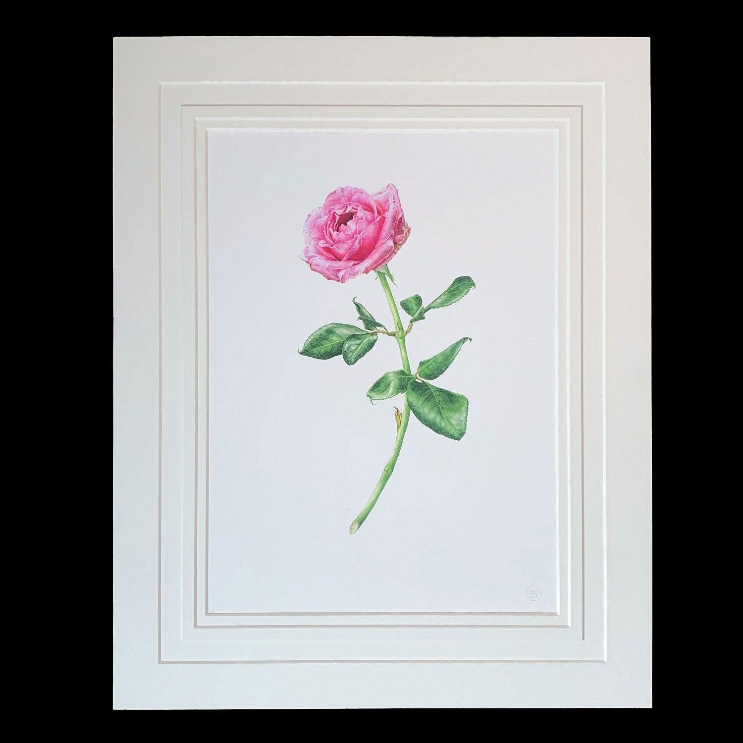 Limited Edition Print "Pink Rose" - Michael Michaud Jewellery