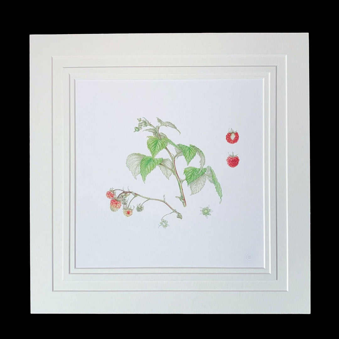 Limited Edition Print "Raspberry" - Michael Michaud Jewellery