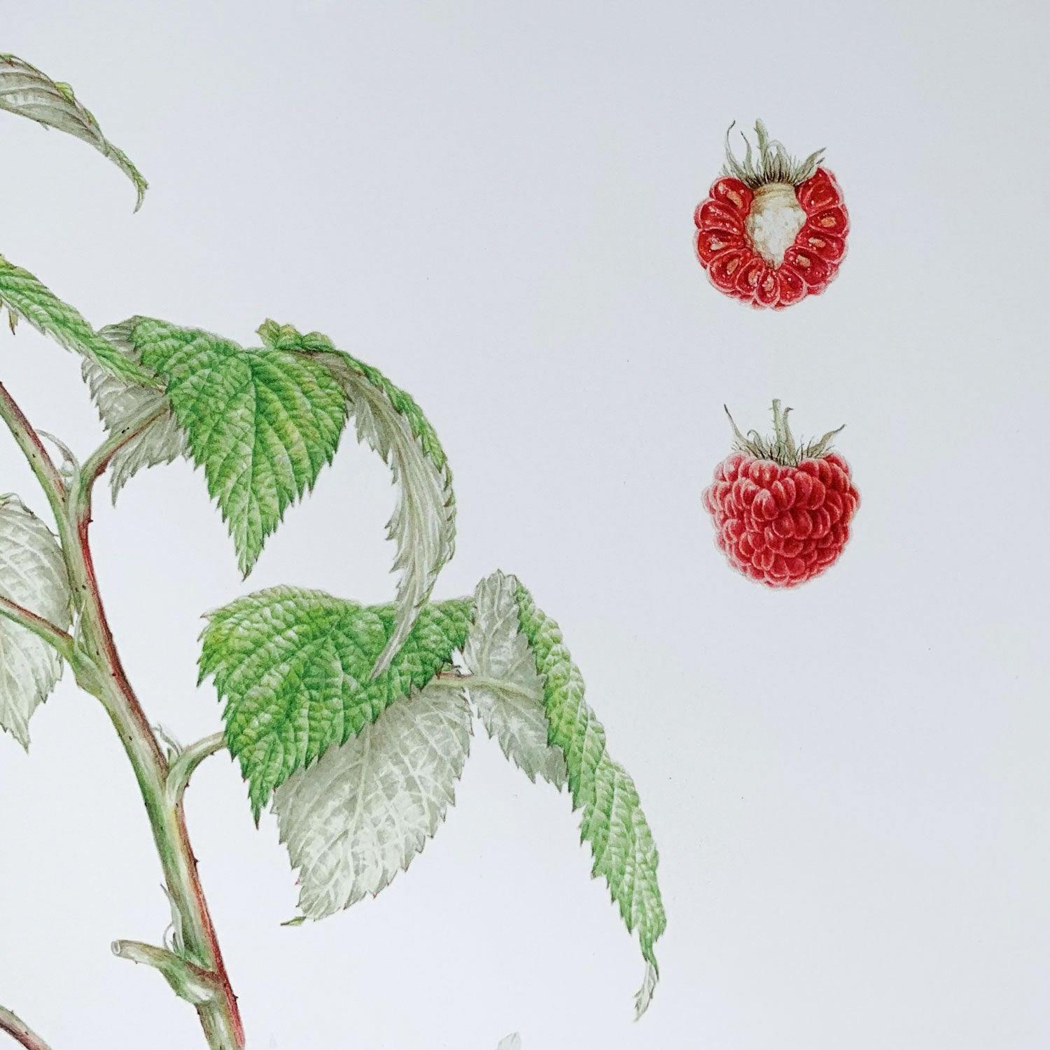 Limited Edition Print "Raspberry" - Michael Michaud Jewellery