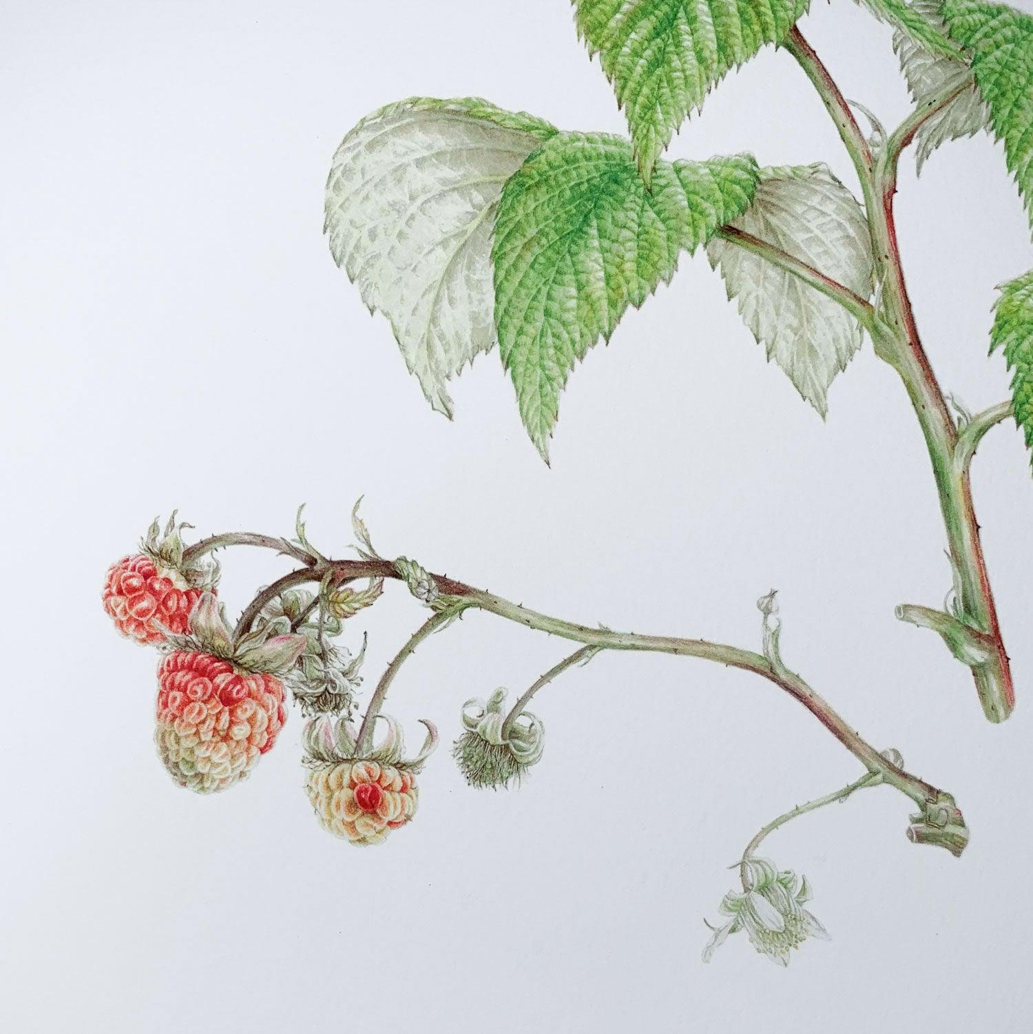 Limited Edition Print "Raspberry" - Michael Michaud Jewellery