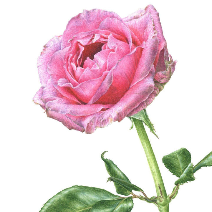 Limited Edition Print "Pink Rose" - Michael Michaud Jewellery